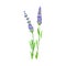 Lavender Flowering Plant with Violet Florets on Stem as Medical Herb Vector Illustration