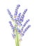 Lavender flowers