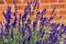 Lavender flowers on the background of a brick wall