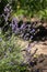 Lavender flowers, background. Lots of fragrant summer flowers