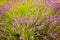 Lavender flowers blooming in field