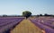 Lavender flowers blooming field