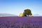 Lavender flowers blooming field, house and tree