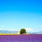 Lavender flowers blooming field, house and tree. Provence, Franc