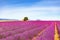 Lavender flowers blooming field, house and tree. Provence, Franc