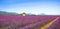 Lavender flowers blooming field, old house and tree. Provence, F
