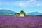 Lavender flowers blooming field, old house and tree. Provence, F