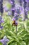 Lavender flowers blooming in garden and the wasp collect nectar.