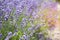 Lavender Flowers blossom in Hokkaido