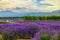 Lavender flowers in blossom in Huochen county