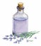 lavender flowers and bottle watercolor