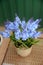 Lavender flowers in brown pots on the windowsill. Purple flowers in a flowerpot