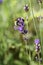 Lavender, flowers, bumblebee, nature, diversity, garden, field