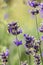 Lavender, flowers, bumblebee, nature, diversity, garden, field