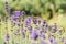 Lavender, flowers, bumblebee, nature, diversity, garden, field