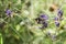 Lavender, flowers, bumblebee, nature, diversity, garden, field