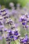 Lavender, flowers, bumblebee, nature, diversity, garden, field