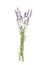 Lavender flowers bunch blossoms - lavandula angustifolia on white background. Essential Organic Lavender Oil