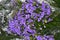 Lavender flowers bunch close up on wet cellophane background