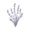 Lavender flowers bunch. Outlined botanical retro drawing of lavanda bouquet. Engraved floral plant, lavandula stems