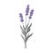 Lavender flowers bunch in pastel colors isolated on a white background. Trendy simple and minimalist style. Vector.
