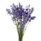 Lavender flowers bunch tied isolated on white background