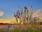 Lavender  flowers chamomile and lavender verbs and grass on meadow field at sunset nature landscape