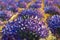 Lavender flowers close-up Handmade drawing oil painting illustration.