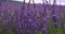 Lavender flowers close-up. Lavender field horizon. Camera movement among flowers