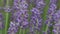 Lavender flowers close up. Lavender flowers are grown in meadows