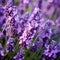 Lavender flowers close up photo.Flowering flowers, a symbol of spring, new life