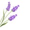Lavender flowers in closeup.