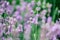 Lavender flowers on the field close-up. floral aromatherapy. natural green background, selective focus, copy space