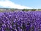 Lavender flowers in the field, closeup. Provence, France