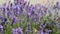 Lavender flowers in field with flying butterfly