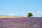 Lavender flowers field, house, tree. Provence