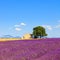Lavender flowers field, house and tree. Provence