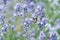 Lavender flowers in field. Pollination with bee and lavender with sunshine, sunny lavender