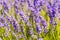 Lavender flowers in a field, in Provence, France