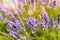 Lavender flowers in a field, in Provence, France