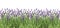 Lavender flowers Fresh lavender plants isolated white background