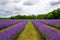 Lavender flowers in full bloom in door County Wisconsin