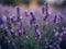 Lavender Flowers in Full Bloom: Vibrant Colors & Serene Natural Beauty