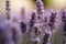 Lavender Flowers in Full Bloom: Vibrant Colors & Serene Natural Beauty