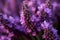 Lavender Flowers in Full Bloom: Vibrant Colors & Serene Natural Beauty