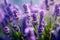 Lavender Flowers in Full Bloom: Vibrant Colors & Serene Natural Beauty