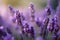 Lavender Flowers in Full Bloom: Vibrant Colors & Serene Natural Beauty
