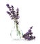 Lavender flowers in glass vase on white background