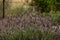 Lavender flowers growing in a neighborhood trail.