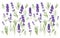 Lavender flowers herb leaves white background Floral banner